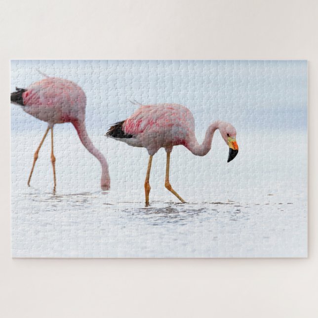Puzzle Rare Beau Flamant rose andin Oiseau rose Chili (Horizontal)