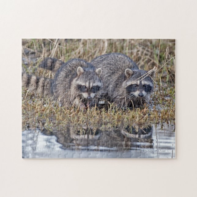 Puzzle Ratons laveurs jumeaux (Horizontal)