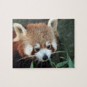 Puzzle Red Panda, Zoo de Taronga, Sydney, Australie