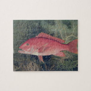 Puzzle Red Snapper, de 'Game Fishes of the United State