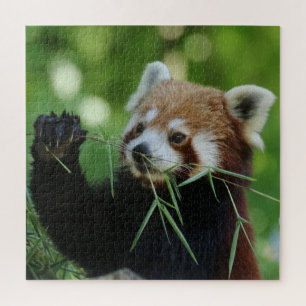 Puzzle RedPanda 2020-03-01