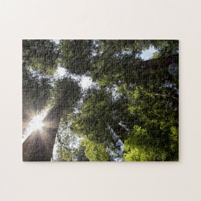 Puzzle Redwoods, Humboldt Redwoods State Park (Horizontal)