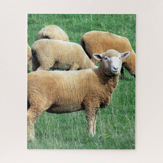 Puzzle regard de moutons (Vertical)