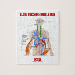 Puzzle Réglementation de la pression artérielle en physio