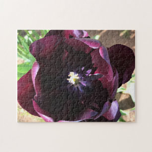 Puzzle Reine de la tulipe de nuit