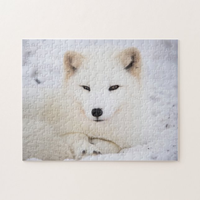Puzzle Renard blanc arctique (Horizontal)