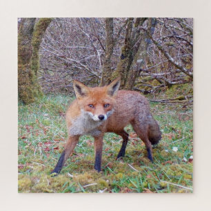 Puzzle Renard Rouge Mignon Photographie de Faune en Hiver