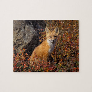 Puzzle renard roux, Vulpes vulpes, en couleurs d'automne 
