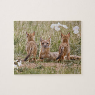 Puzzle Renard swift (Vulpes velox) femelle avec des jeune