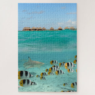 Puzzle Requin chassant des poissons dans la lagune