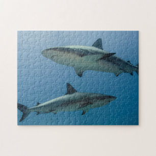 Puzzle Requin des Caraïbes