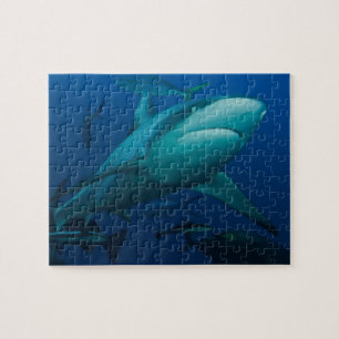 Puzzle Requin gris la Grande barrière de corail de réci