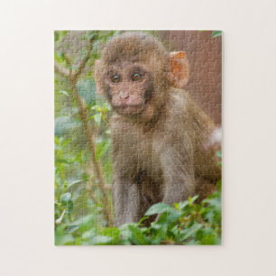 Puzzle Rhesus Monkey Baby, Monkey Temple, Jaipur