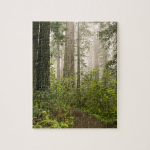 Puzzle Rhododendron en fleurs parmi les Séquoias à feuill