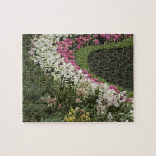 Puzzle Rhododendron (Rhododendron catawbiense) Lande