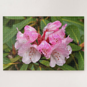 Puzzle Rhododendron rose, Dandenong Ranges, Australie