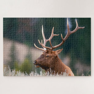 Puzzle Rocky Mountain Elk Parc national de Yellowstone