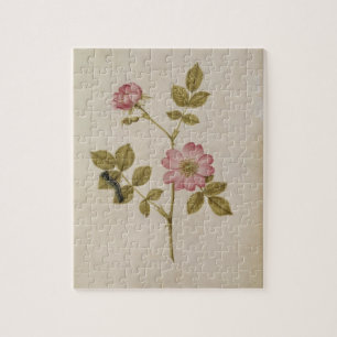 Puzzle Rosa Canina - Dogrose et Caterpillar (crayon et