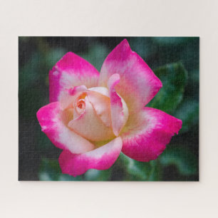 Puzzle Rose de thé hybride