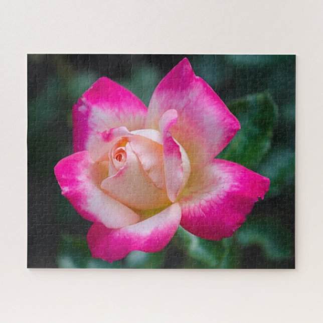 Puzzle Rose de thé hybride (Horizontal)