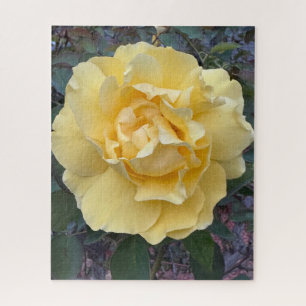 Puzzle Rose jaune, Oakland