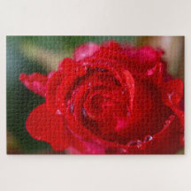 Rose rouge closeup avec gouttes d'eau.