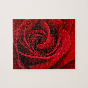 Puzzle Rose Rouge Éclatante de Près
