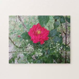 Puzzle Rose rouge Fleurs blanches