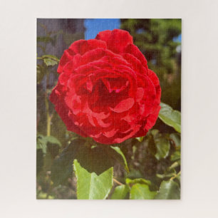Puzzle Rose rouge, San Mateo