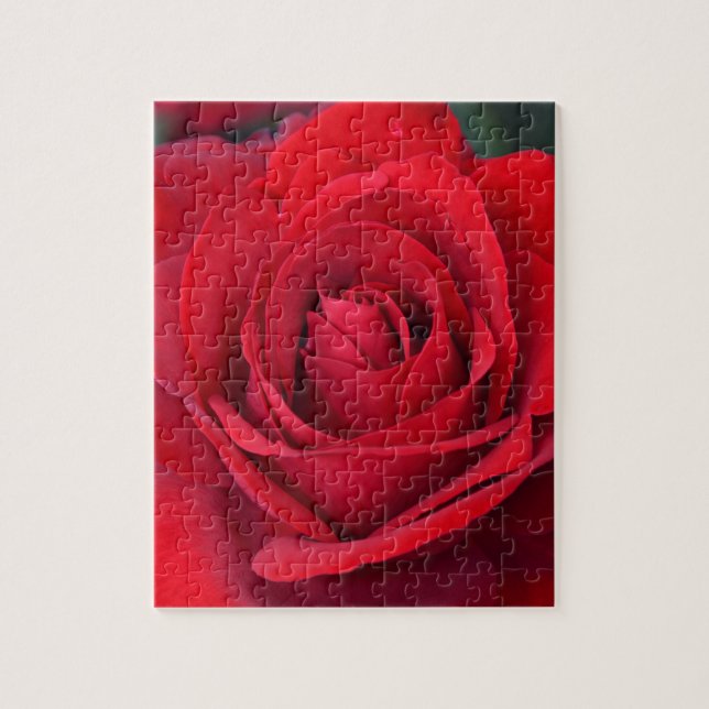 Puzzle Rose rouge simple en pleine floraison (Vertical)