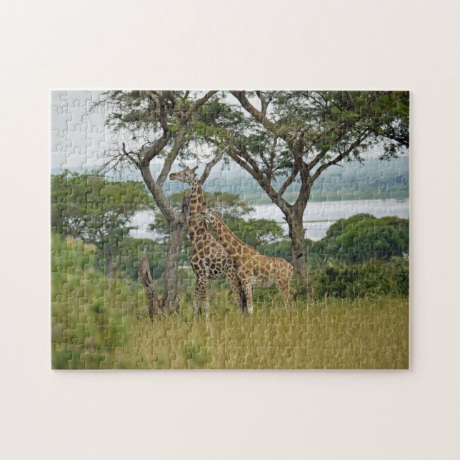 Puzzle Rothschild-Giraffes Ouganda. (Horizontal)