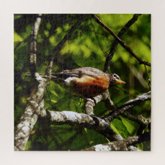 Puzzle Rouge-gorge curieux