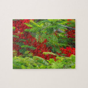 Puzzle Royal Poinciana