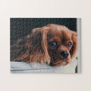Puzzle Ruby Cavalier King Charles Spaniel Chien Chien Chi