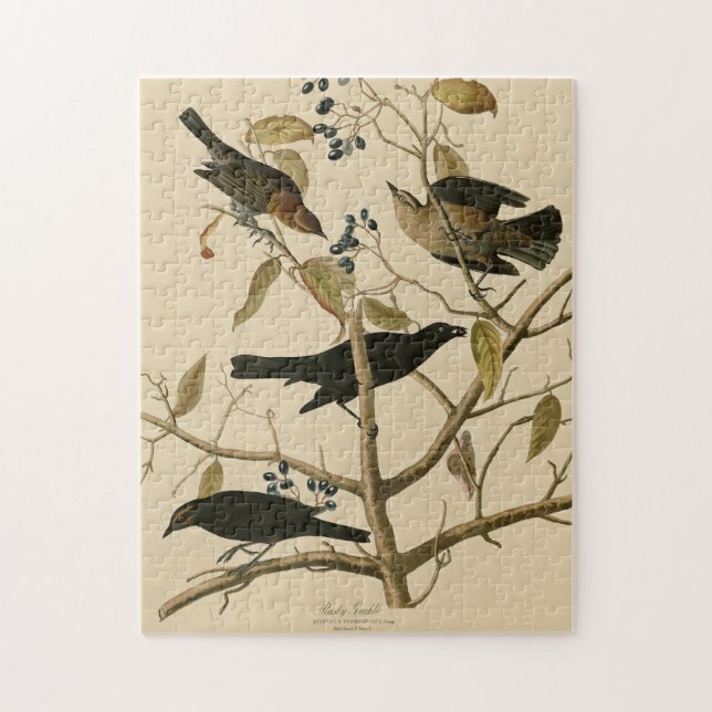 Puzzle Rusty Grakle (Grackle) Audubon's Birds of America (Vertical)
