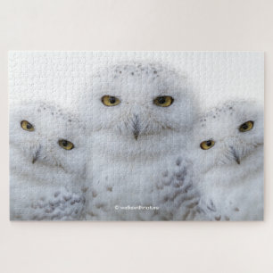 Puzzle Sagesse rêveuse des Chouettes neigeuses