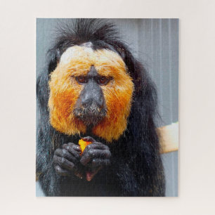 Puzzle Saki Monkeys.