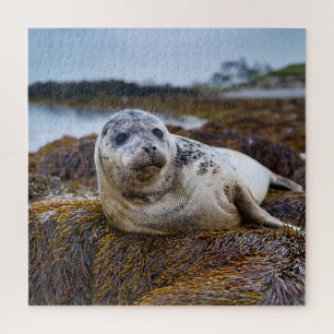 Puzzle Sceau tranquille au bord du rivage