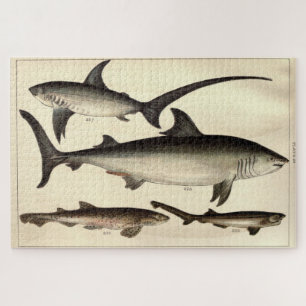 Puzzle Schéma illustratif du requin Vintage (1901)