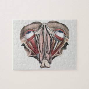 Puzzle Science de l'anatomie humaine vintage, yeux