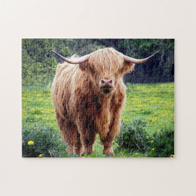Puzzle Scottish Oxen. (Horizontal)