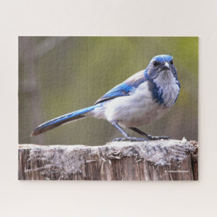 Puzzle Scruter la Californie Jay Songbird sur Treestump
