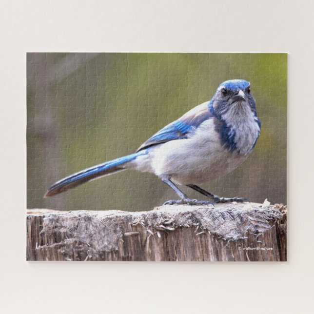 Puzzle Scruter la Californie Jay Songbird sur Treestump (Horizontal)