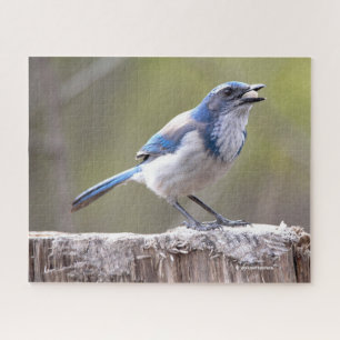 Puzzle Scruter la Californie Jay Songbird sur Treestump