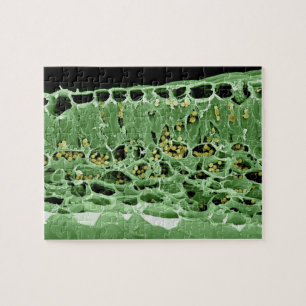 Puzzle Section transversale de feuille