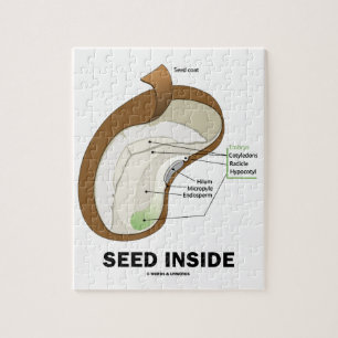 Puzzle Semences à l'intérieur (Dicotyledon Bean Seed Anat