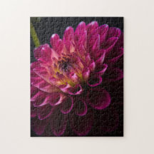 Série de fleurs de gros plan : Dahlia