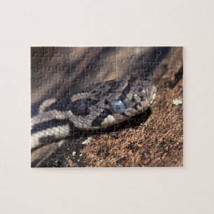 Puzzle serpent