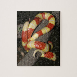 Puzzle Serpent de lait