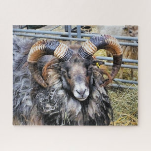 PUZZLE SHEEP